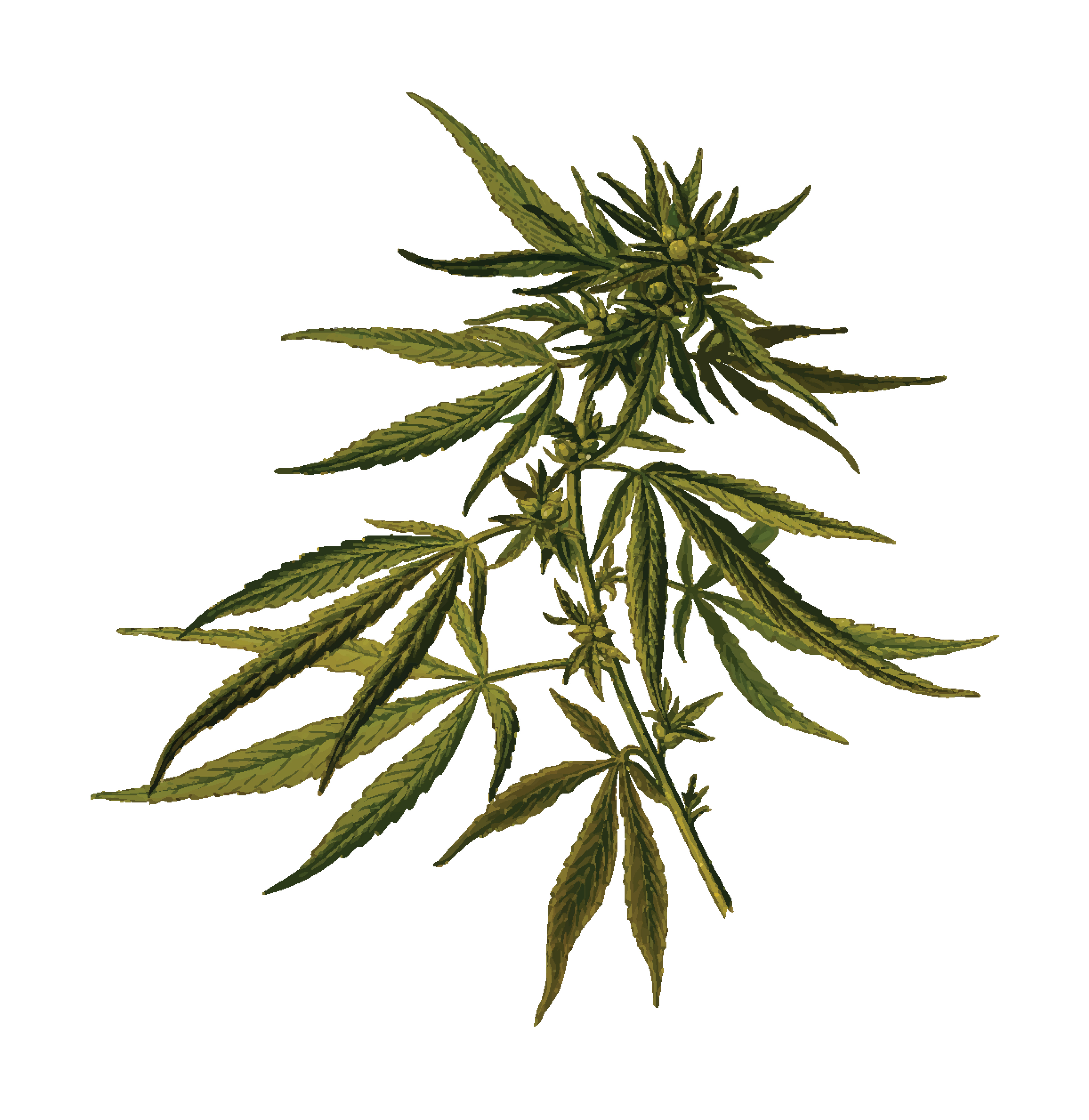 Detailed illustration of a flowering cannabis plant with serrated leaves and budding flowers.