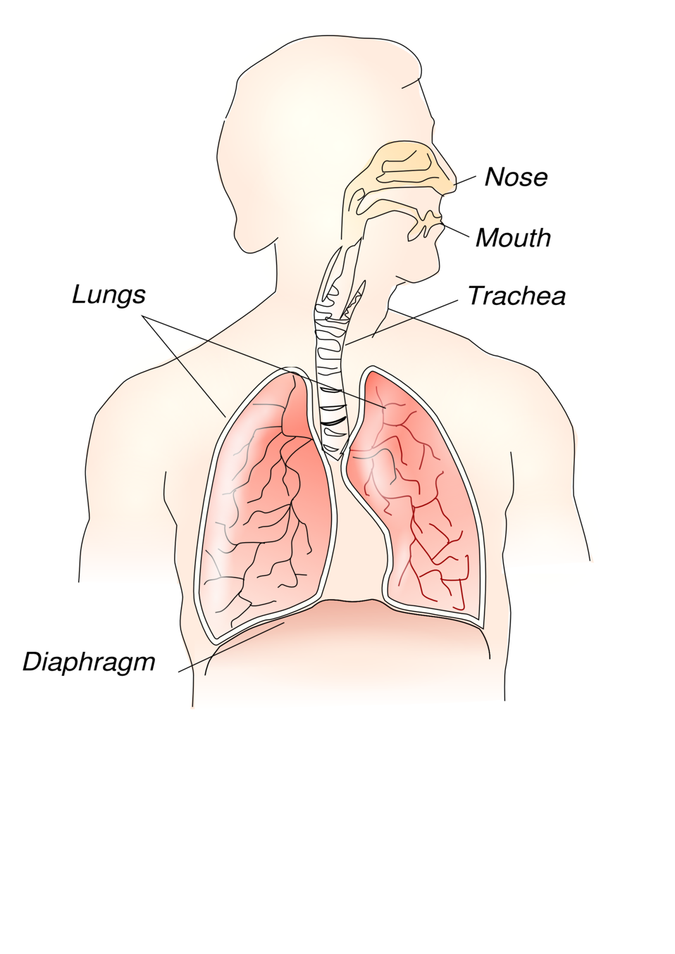 Anatomy Clipart Human Respiratory System 2613 Clip Art Library