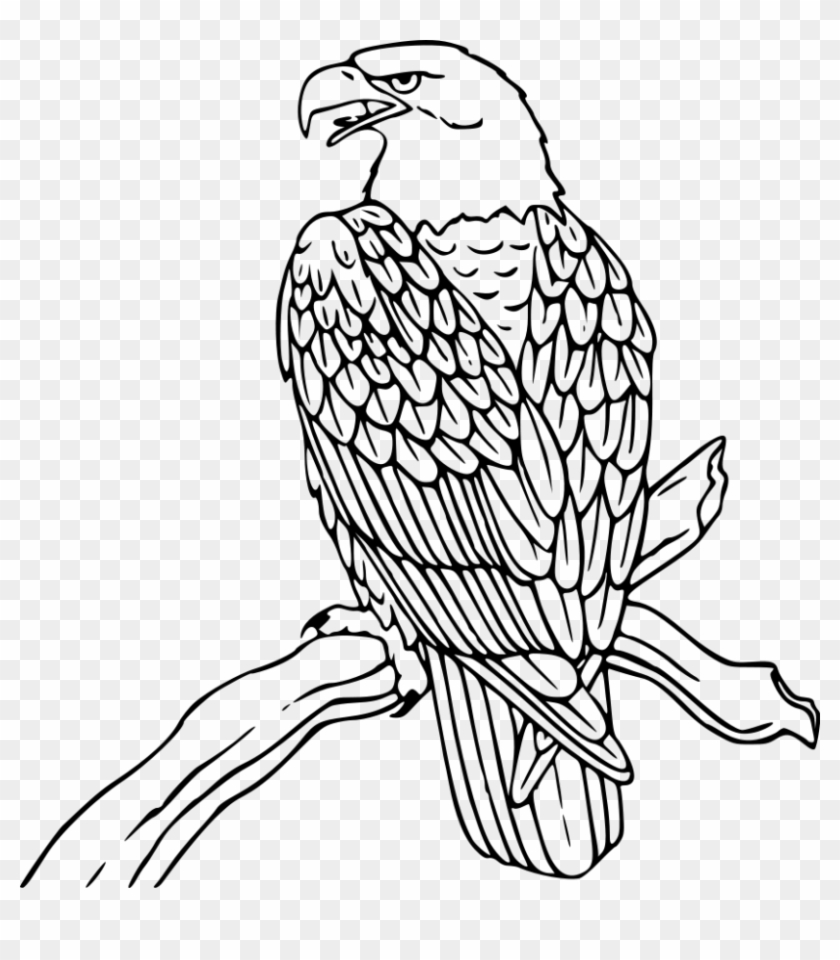 Bald Eagle Coloring Page - Printable Line Art for Kids & Adults