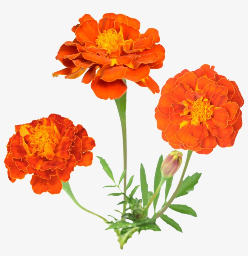 Free Marigoldss, Download Free Marigoldss Png Images, Free Cliparts On 