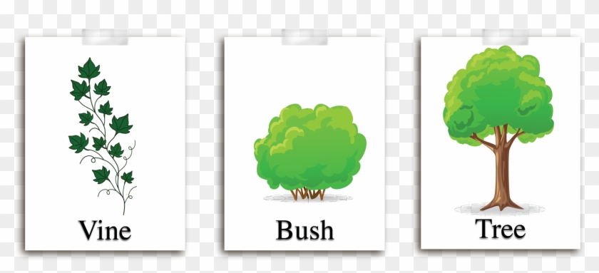 Illustration comparing three plant growth forms: vine, bush, and tree with labeled diagrams.