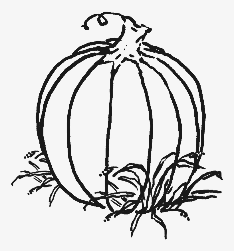 Hand-drawn black-and-white sketch of a pumpkin with stem and leafy base, showing vertical ridges and organic texture.