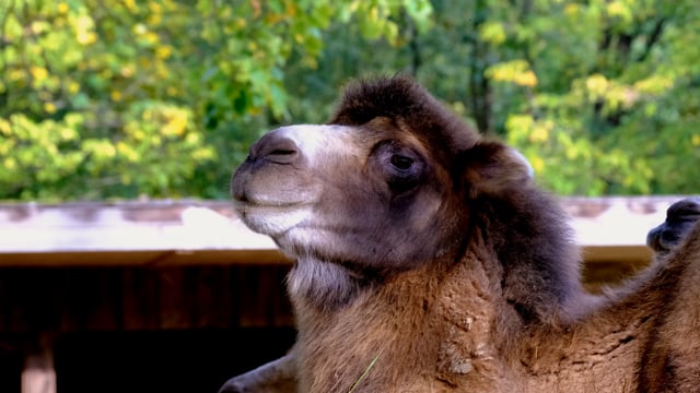 Close-up of a Bactrian camel’s head with lush green foliage in the background, showcasing its thick fur and calm expression.