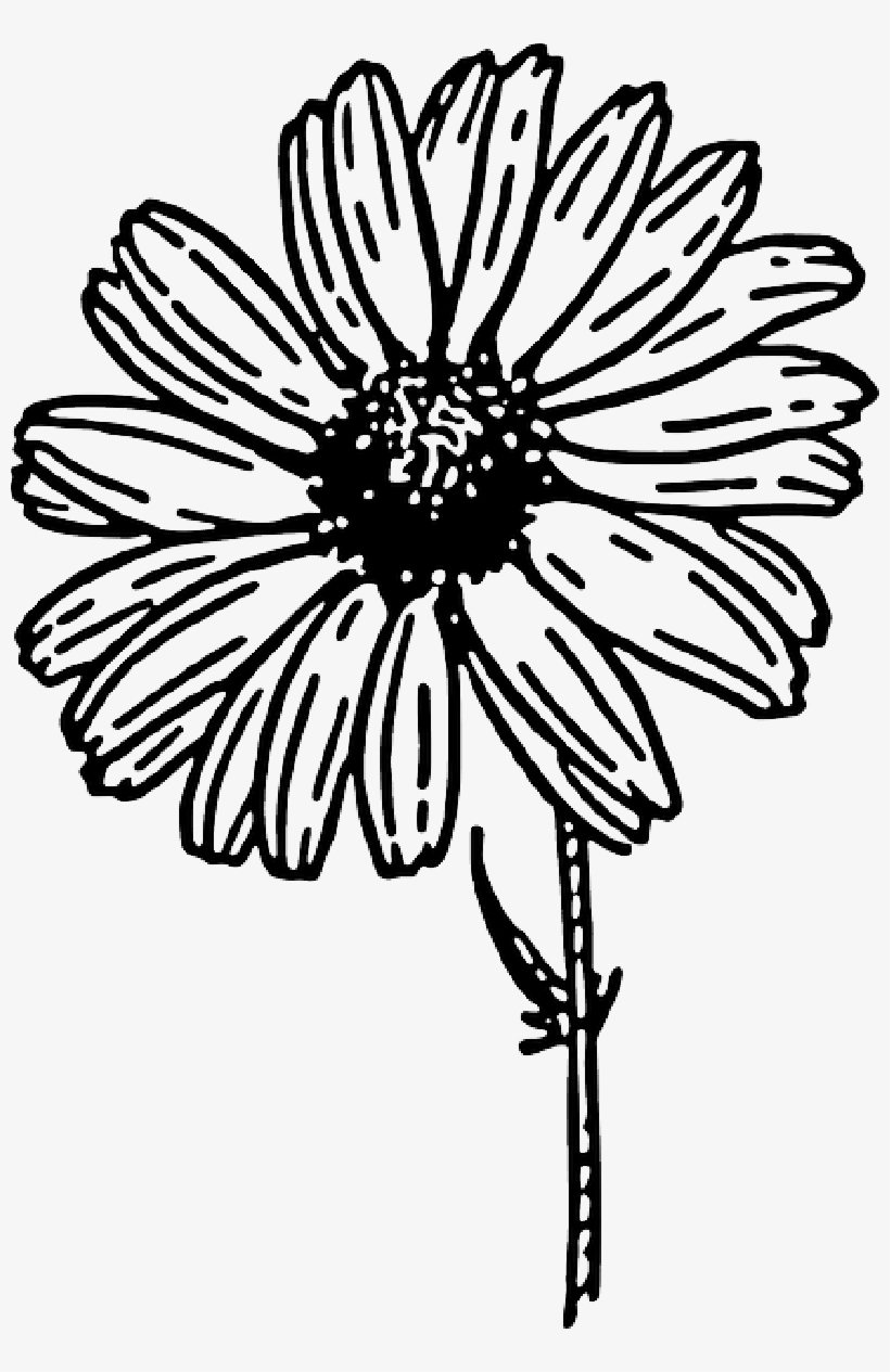Black-and-white line drawing of a daisy-like flower with detailed petals and stem.
