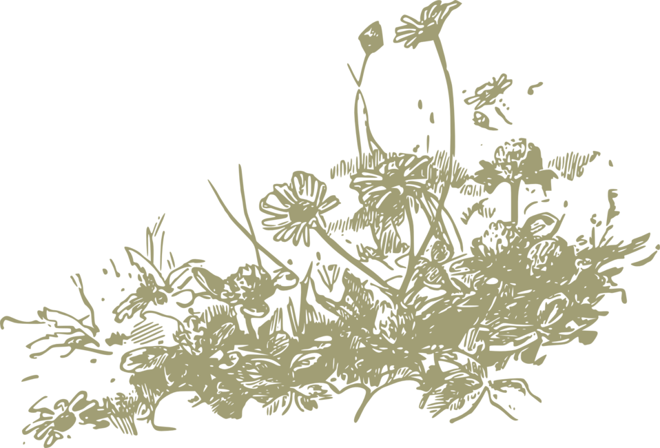 Hand-drawn botanical illustration of wildflowers and foliage in olive green on black background.