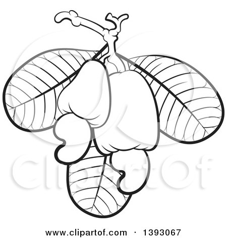 Black-and-white line drawing of a cashew fruit with attached nut and large leaves.