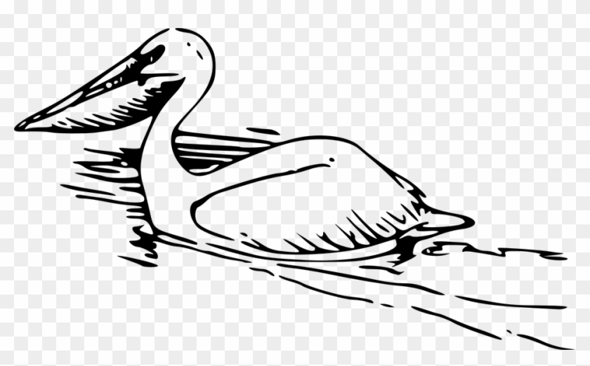 Pelican Illustration - Free Clipart for Nature and Wildlife Projects