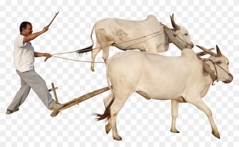 Farmer guiding two white oxen pulling a wooden plow in traditional agriculture.