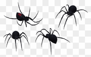 Black Widow and Common House Spiders - Identification Guide