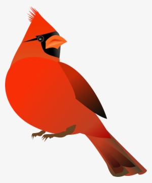Vibrant red male northern cardinal with black facial mask and orange beak, perched in profile against white background.