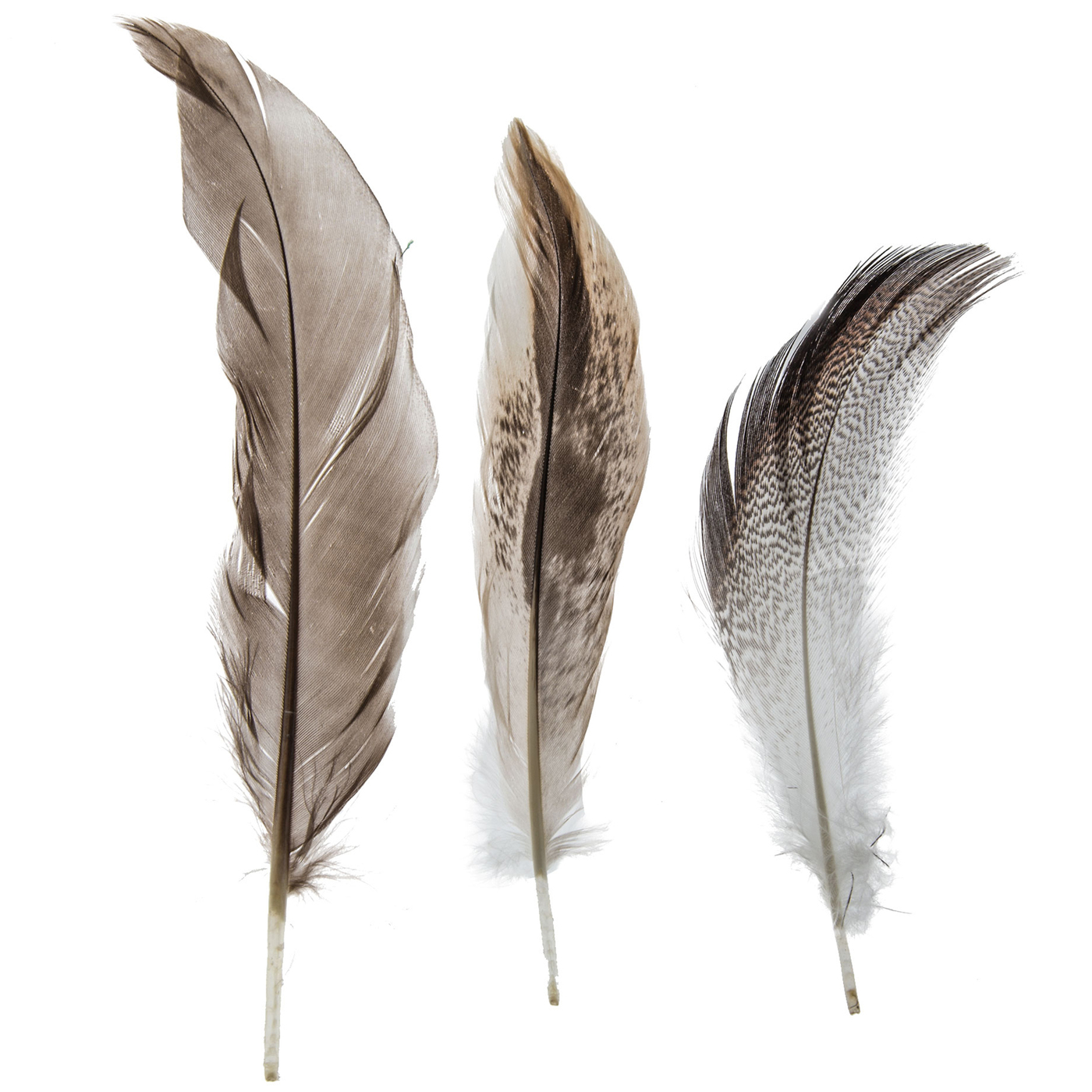 Three distinct bird feathers-uniform gray, mottled brown-white, and barred black-white-displayed against a clean white background.