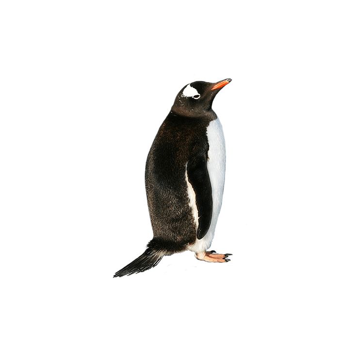 Adélie Penguin Bird Gentoo Penguin King Penguin PNG, Clipart - Clip Art ...