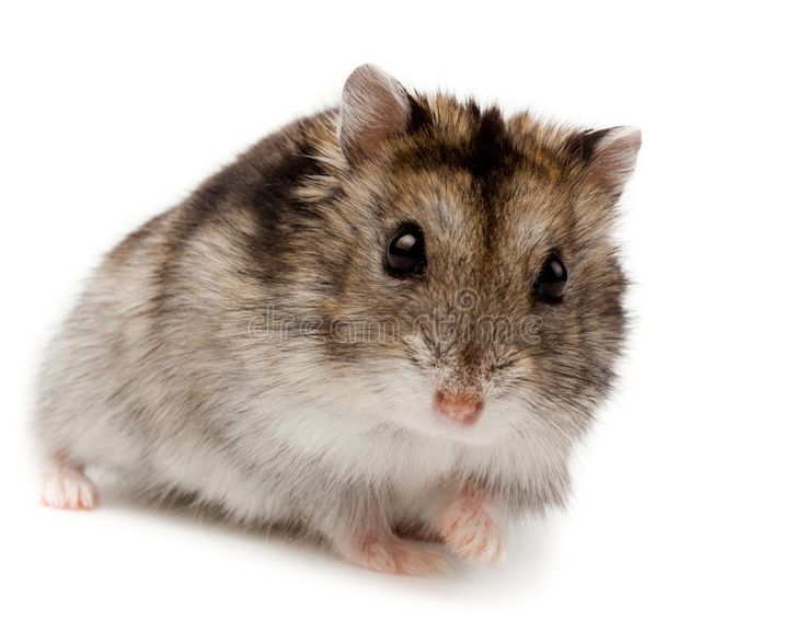 Fluffy brown-and-white hamster with dark eyes and pink nose, sitting on white background.