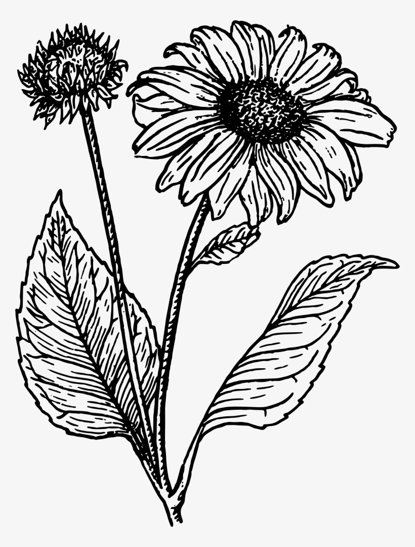 14-320-sunflower-black-white-graphic-images-stock-photos-clip-art