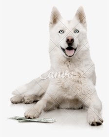 White Siberian Husky with blue eyes lying down, paws on scattered US dollar bills, smiling at camera.