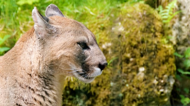 Beautiful Puma in autumn forest. American cougar - mountain lion. Wild cat  walks in the forest, scene