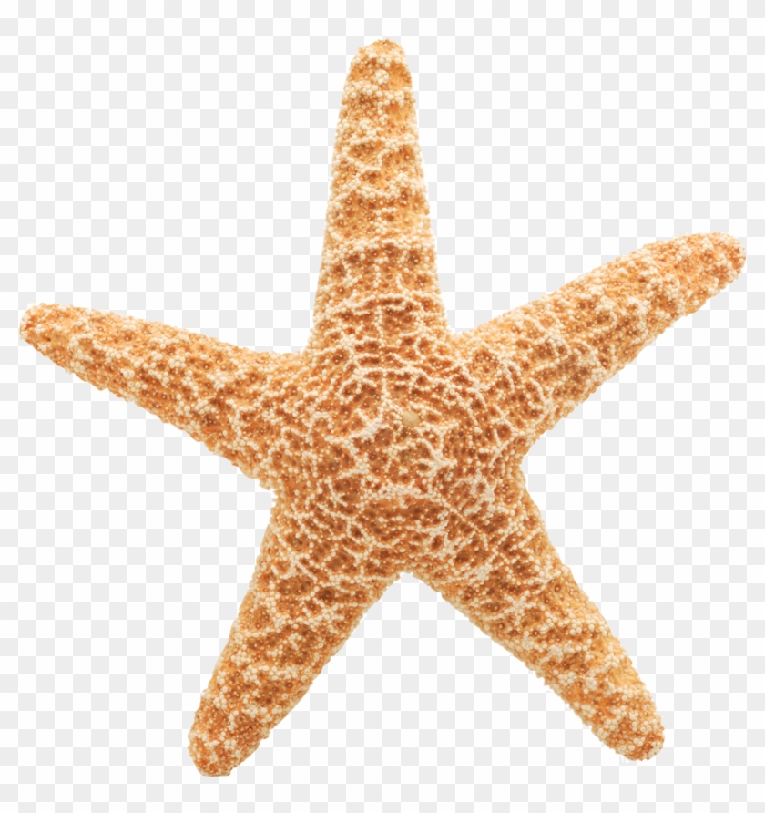 A detailed close-up of a five-armed orange-brown starfish with textured, bumpy surface on transparent background.