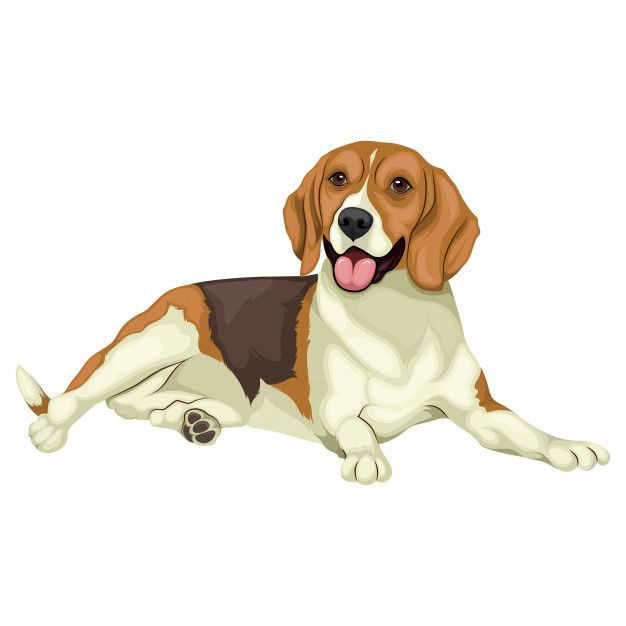 A happy beagle dog lying down with tongue out, tri-color coat (brown, white, black), floppy ears, and expressive eyes.