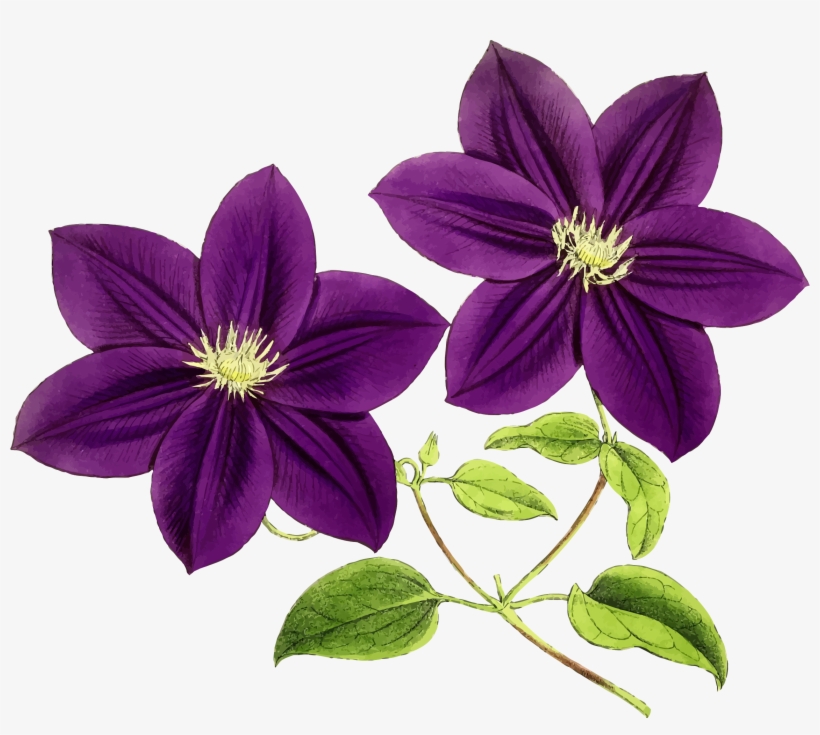 136,500+ Purple Flower Illustrations, Royalty-Free Vector Graphics ...