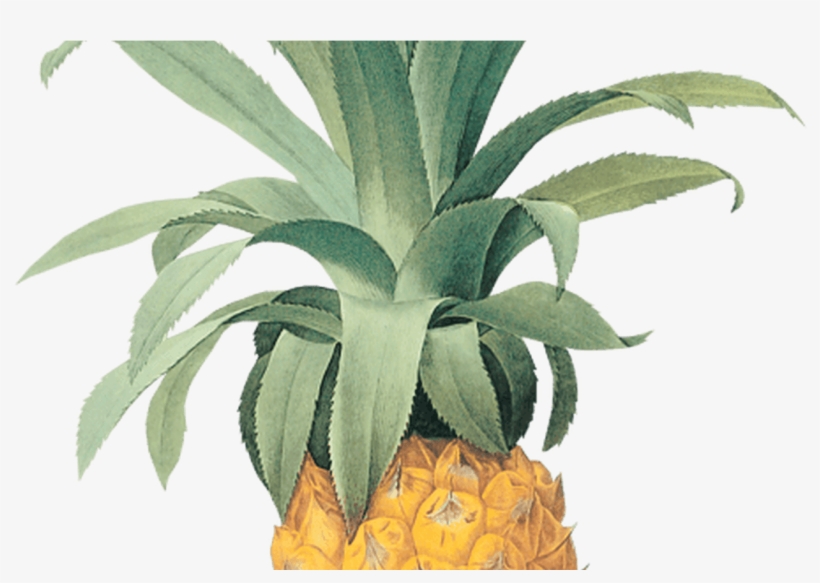 Botanical illustration of a ripe pineapple with vibrant green leaves and textured golden-yellow fruit.