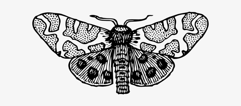 Black-and-white line drawing of a moth with intricately patterned wings featuring spots and wavy bands.