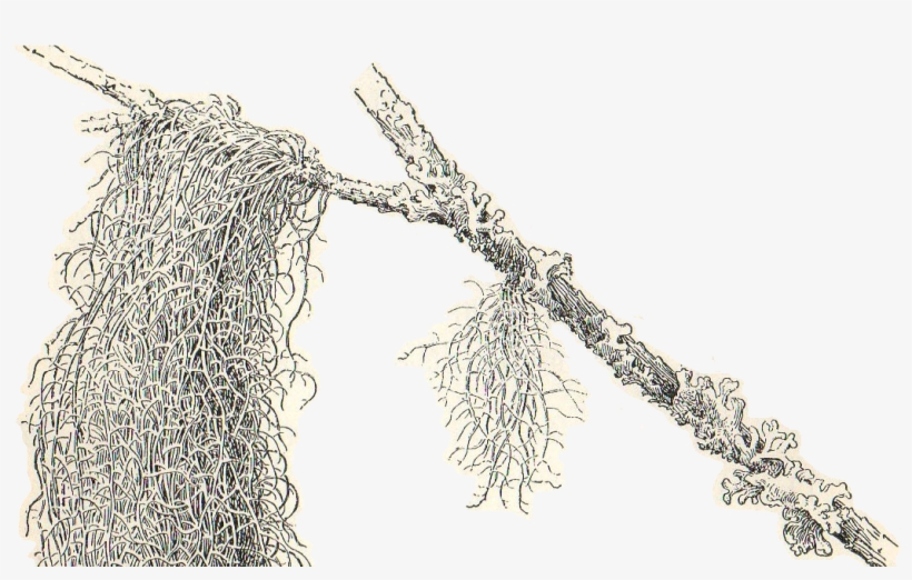 Spanish Moss Drawing Clip Art, PNG, 1055x1600px, Spanish Moss - Clip ...