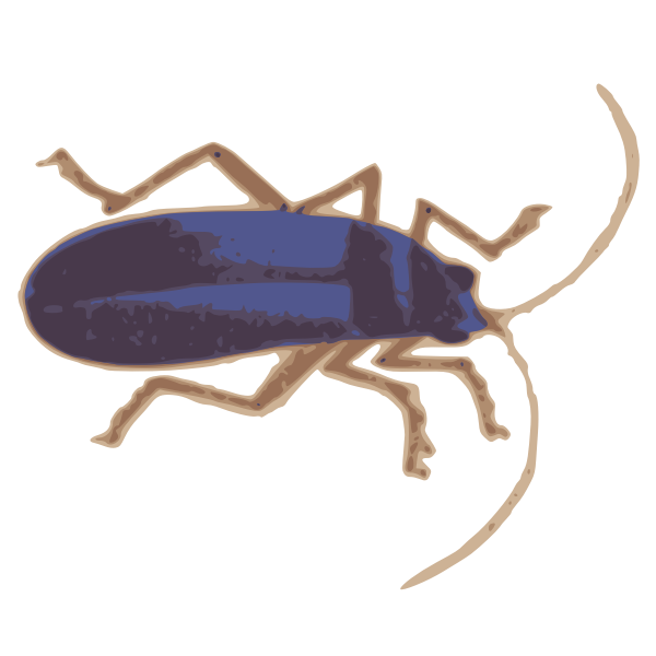 blue bugs