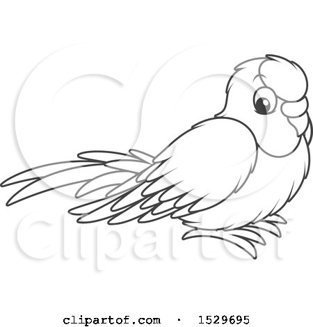 albino parakeets