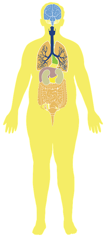 Body Image PNG Transparent Images Free Download, Vector Files