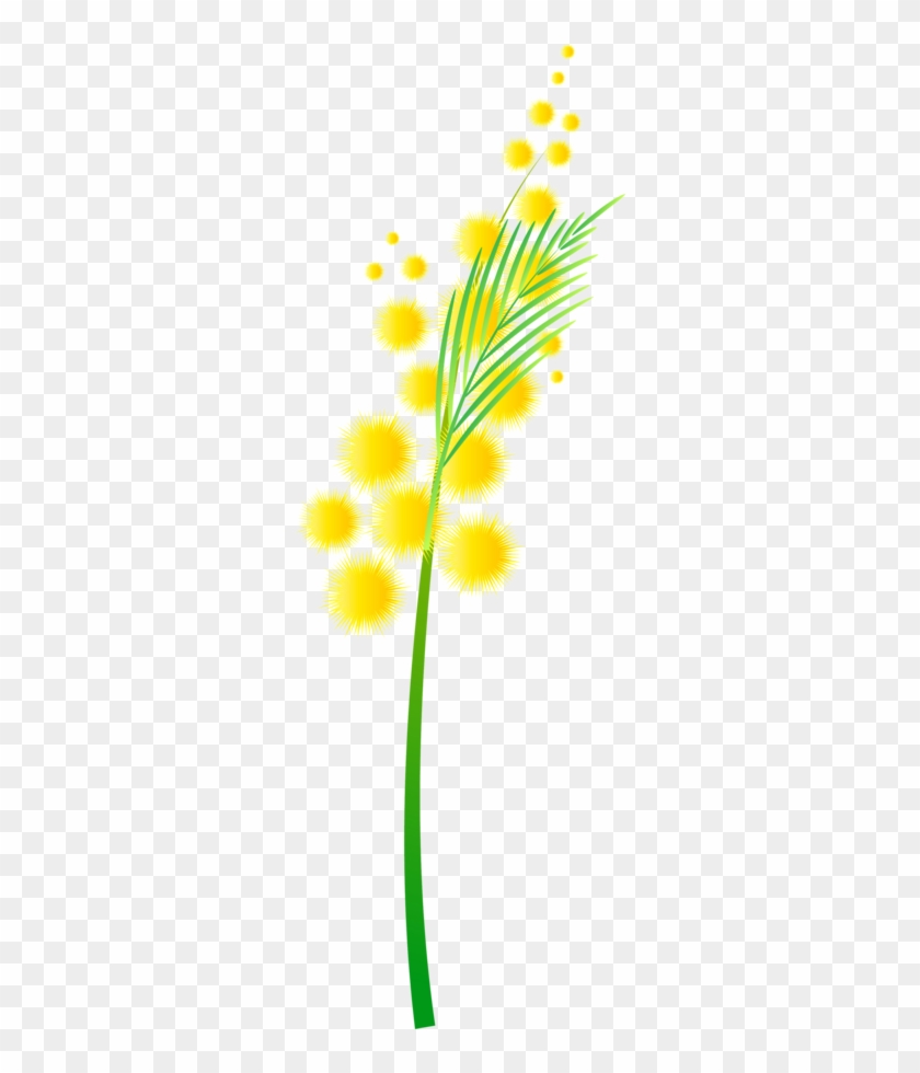 A stylized illustration of a yellow mimosa flower with green stem and feathery leaves on transparent background.