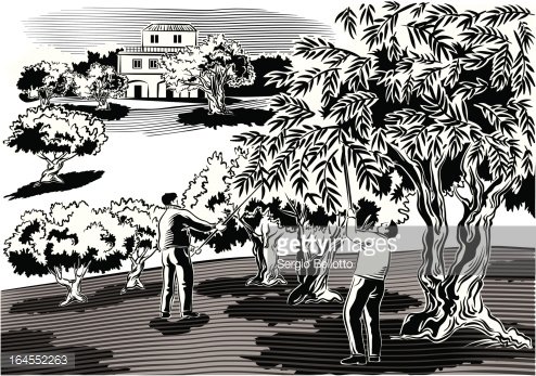 Black-and-white linocut illustration of farmers harvesting olives under trees near a rural villa.