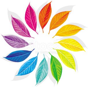 Colorful leaf wheel arranged in rainbow order on white background, symbolizing nature, diversity, and harmony.