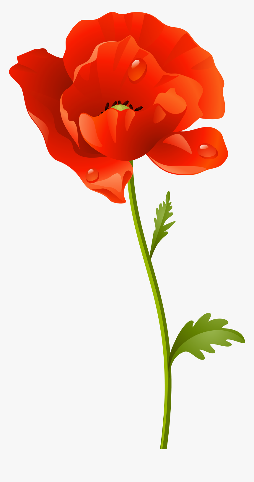 Vibrant red poppy flower with dewdrops on petals, green stem and leaves, illustrated in clean vector style.