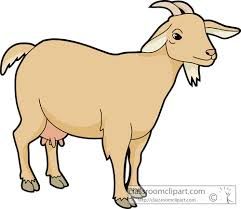 Light brown domestic goat standing in profile with horns, beard, and udder visible.