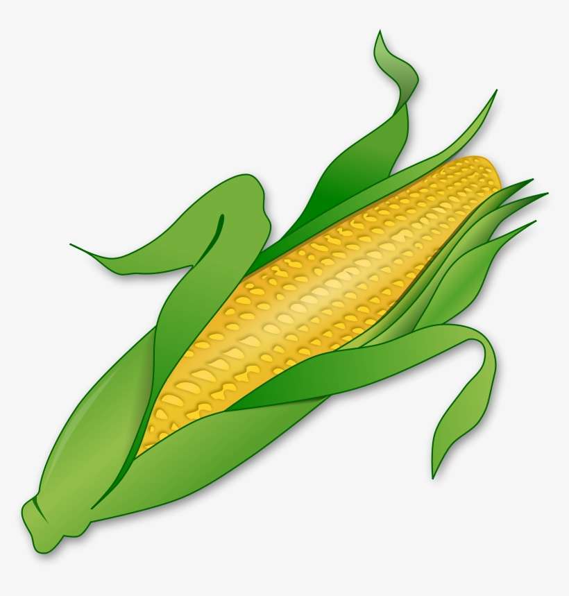 Corn on the Cob - Fresh, Nutritious & Versatile Summer Staple