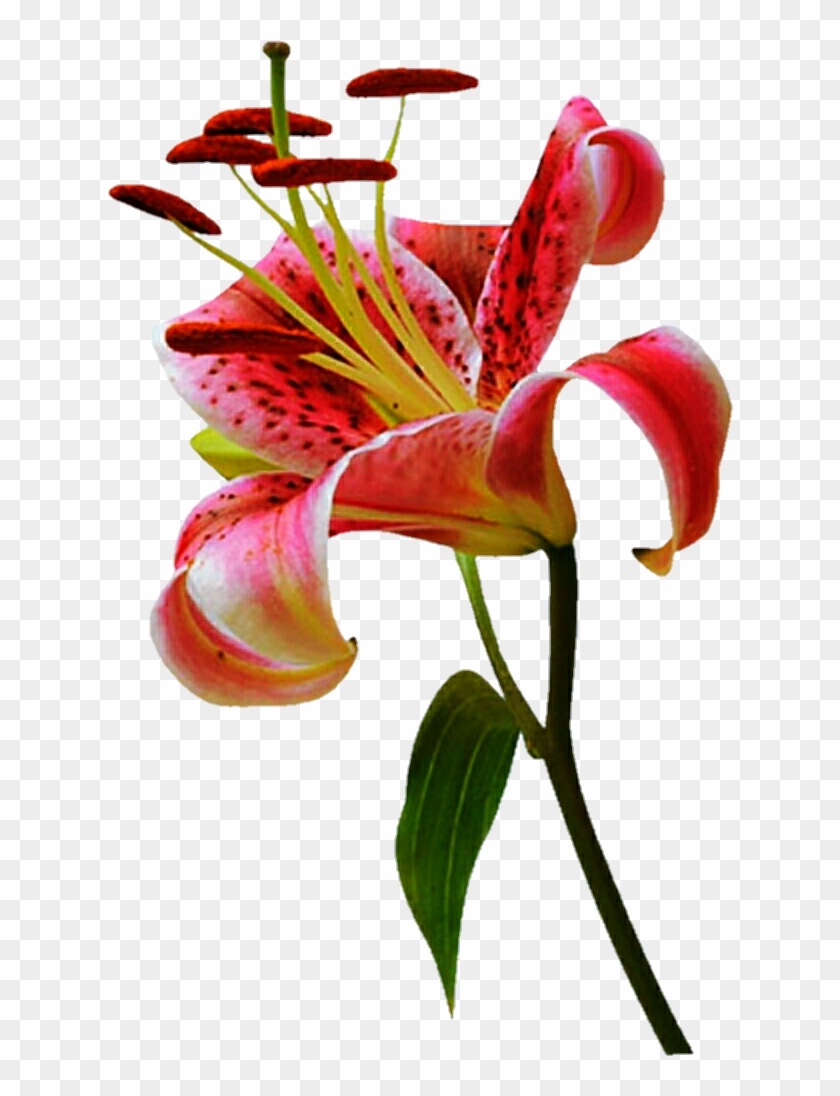 Easter Lily Madonna Lily Flower Lily Stargazer Orange Lily Clip