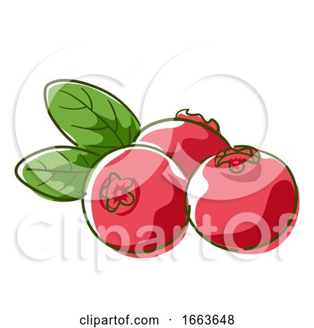 Vibrant red cranberries with green leaves, illustrated in a clean vector style.