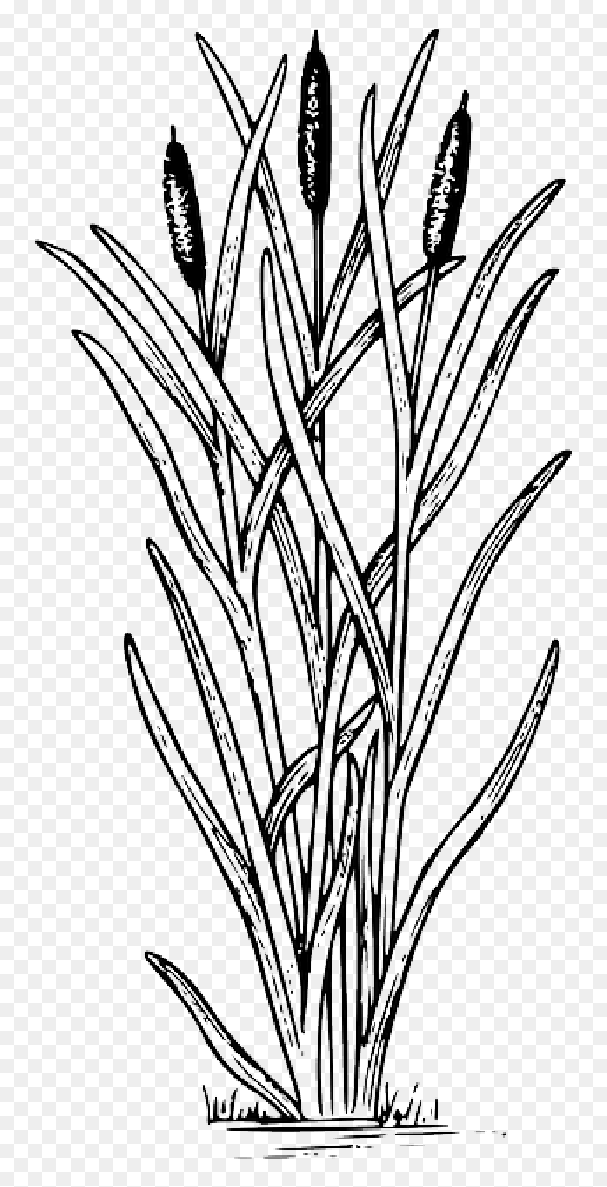 cattails - Clip Art Library