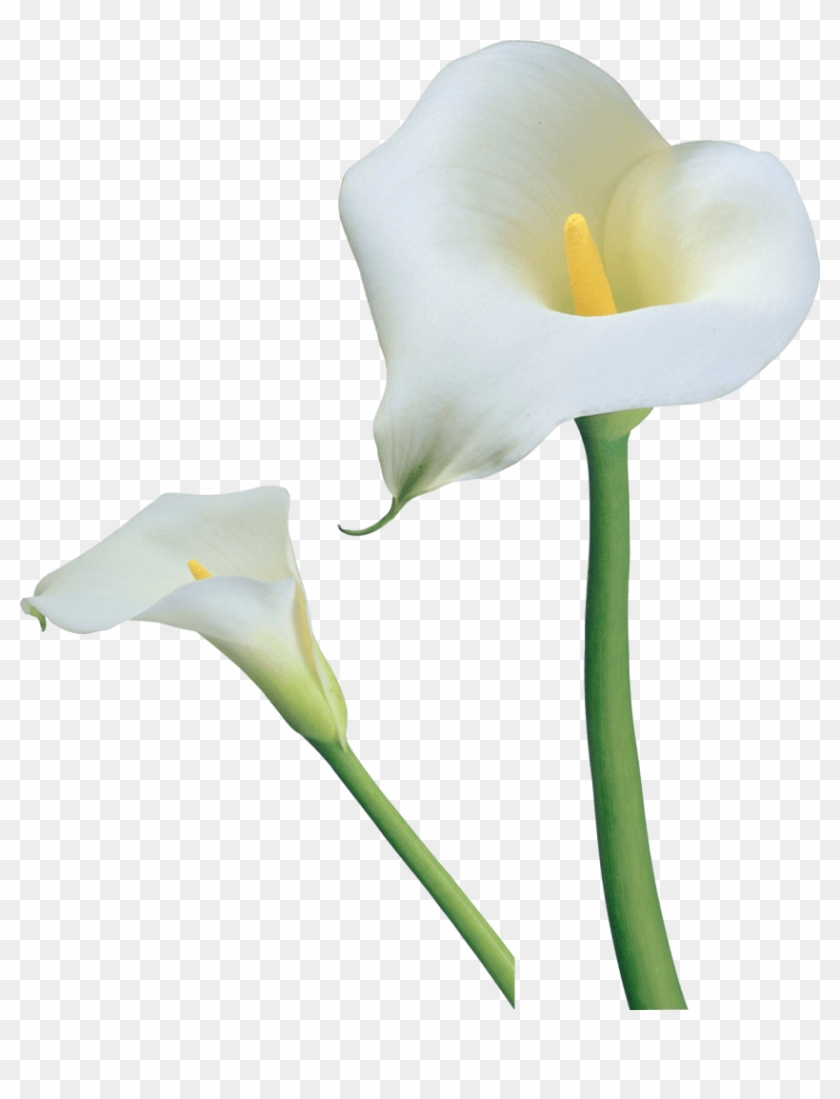 calla lily transparent background - Clip Art Library - Clip Art Library