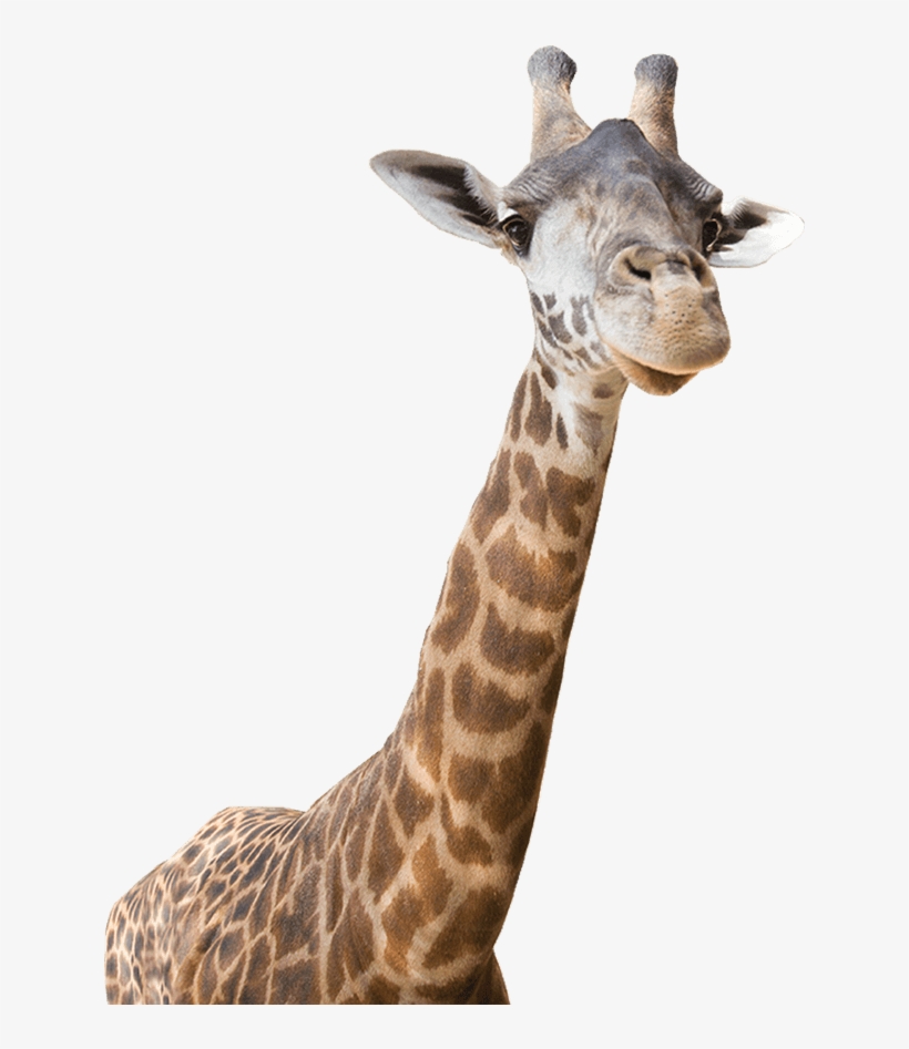 Close-up of a giraffe’s head and neck with distinctive brown patches and ossicones, set against a white background.