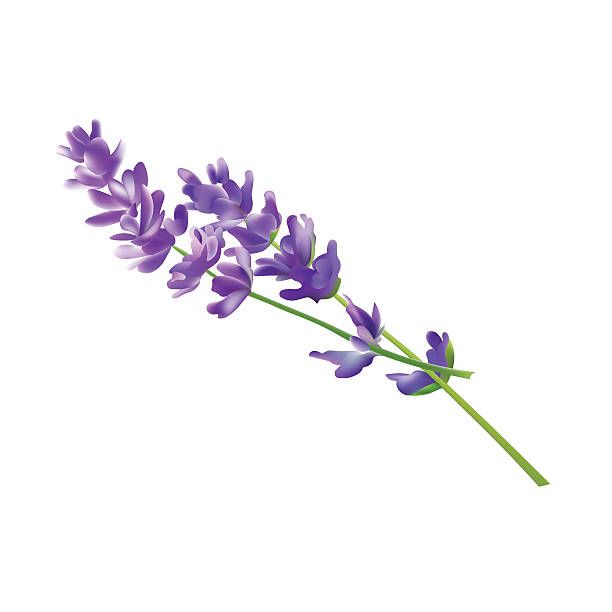 A single sprig of purple lavender with delicate flowers and green stem on white background.