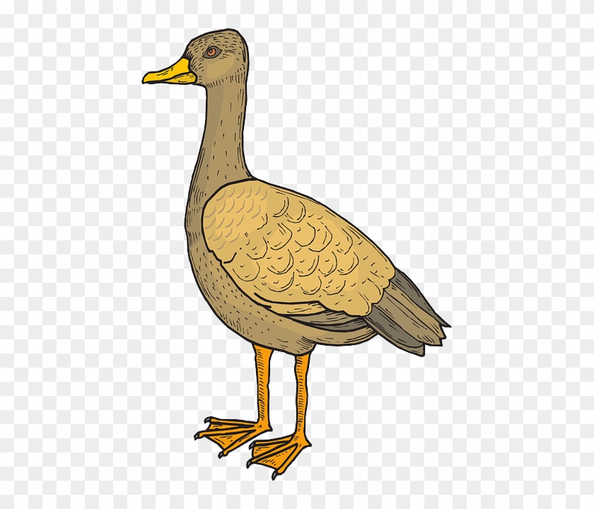 Illustrated brown duck with yellow beak and orange webbed feet, standing in profile on transparent background.