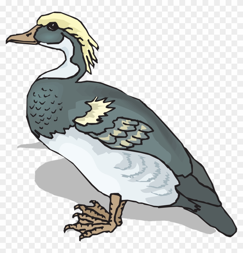 Illustrated crested duck with gray body, white underparts, yellow crest, and webbed feet on transparent background.
