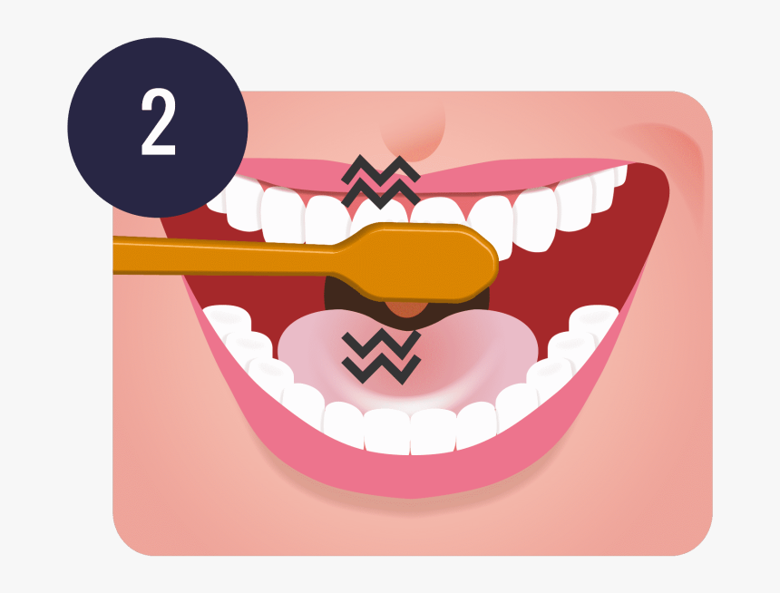 Step 2 of proper brushing technique: clean upper gumline and tongue surface with gentle zigzag motions.