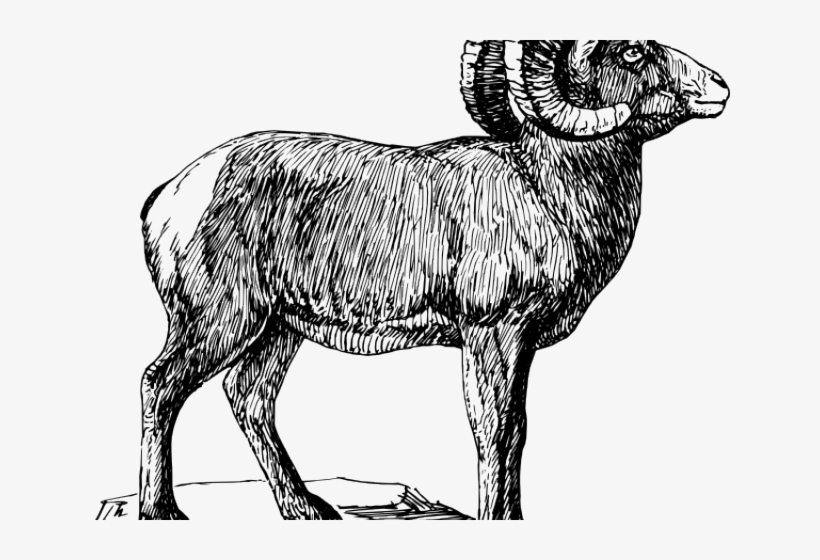 Detailed black-and-white ink sketch of a male bighorn sheep (ram) in profile, showcasing large curled horns and muscular build.