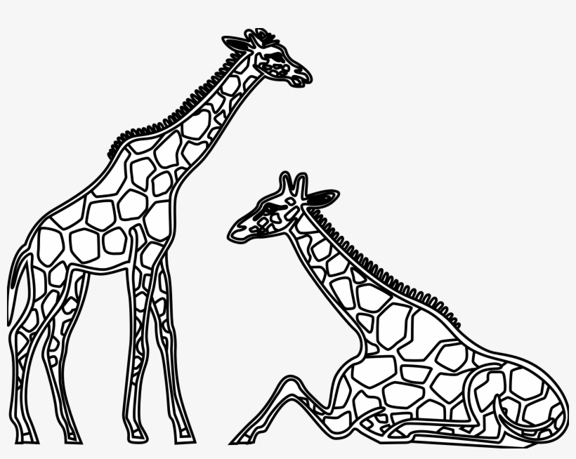 Line art illustration of two giraffes-one standing tall, one resting-showing detailed spotted patterns and elegant necks.