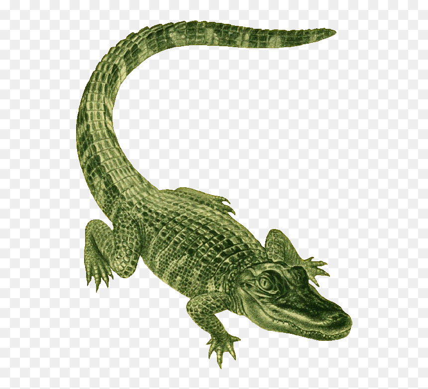 Green illustrated alligator with detailed scaly texture and curved tail on transparent background.