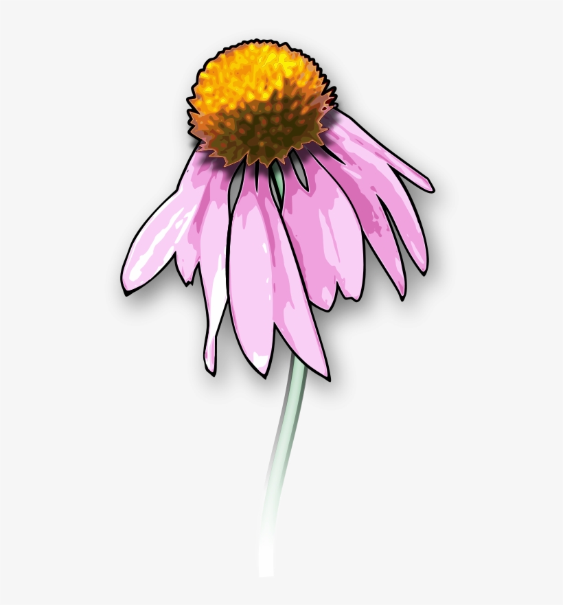 Pink coneflower (Echinacea) with orange-brown central cone and drooping petals on a green stem.
