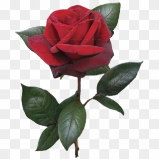 A vibrant red rose with lush green leaves on a transparent background.