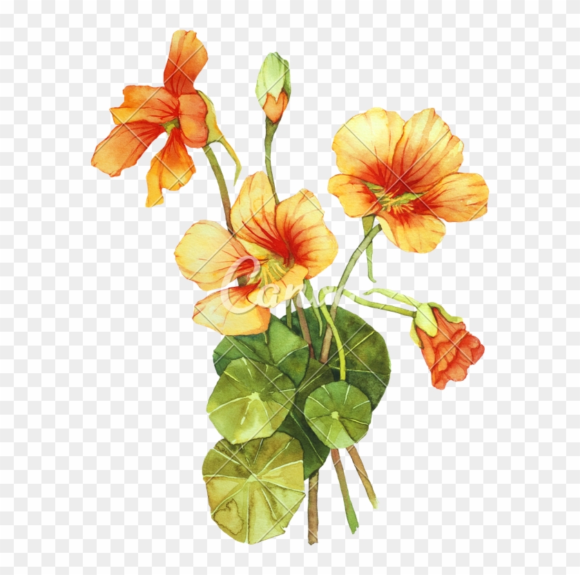 Nasturtium Watercolor Illustration - Free PNG Download for Design & Art Projects